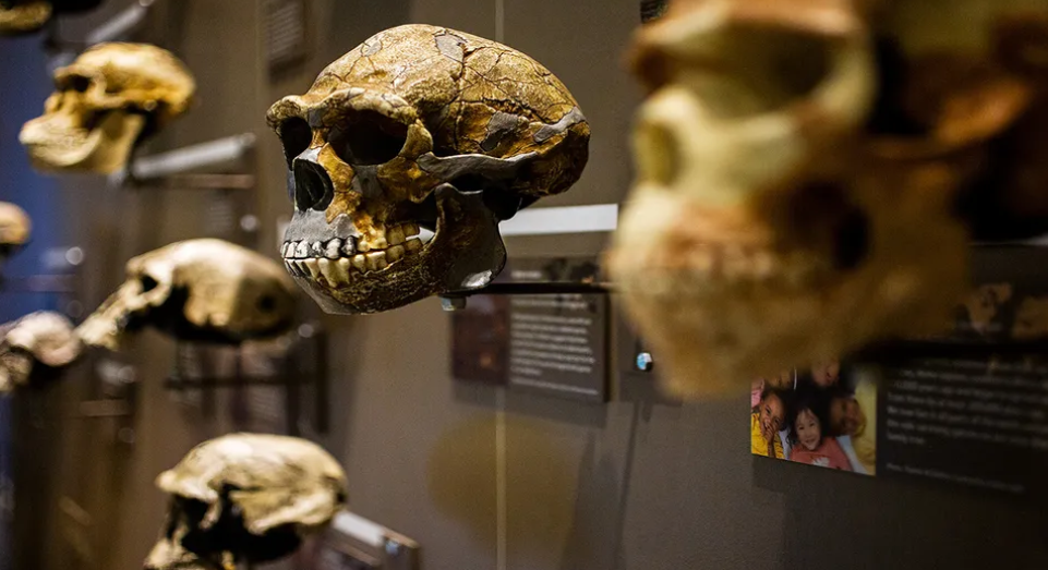 10 Modern Discoveries Transforming Human Evolution Research